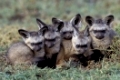 Bat-eared fox, Loeffelhund, Otocyon megalotisMasai Mara, Kenya,